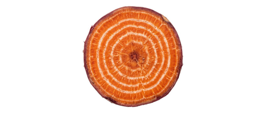 Fresh chioggia beet slice exhibiting vibrant concentric rings captured overhead against stark white background commercial photography