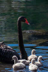 Naklejka premium Black swan parent with fluffy cygnets swimming together in calm water