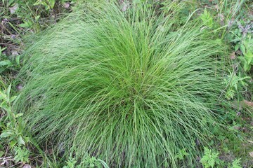 Fototapeta premium Large prairie dropseed clump from above at Linne Woods in Morton Grove, Illinois