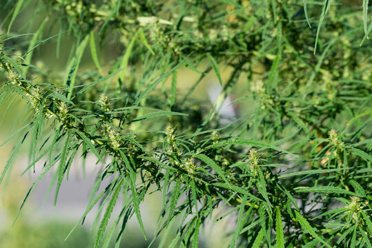 hemp, 
Cannabis sativa leaves closeup selective focus