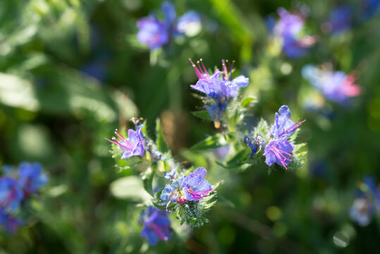 viper's bugloss, blueweed, 
Echium vulgare flowers closeup selective focus