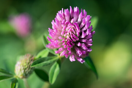 red clover
Trifolium pratense flower closeup selective focus