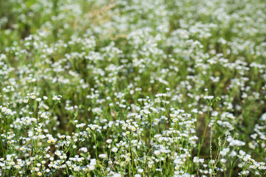 annual fleabane,
Erigeron annuus flowers closeup selective focus
