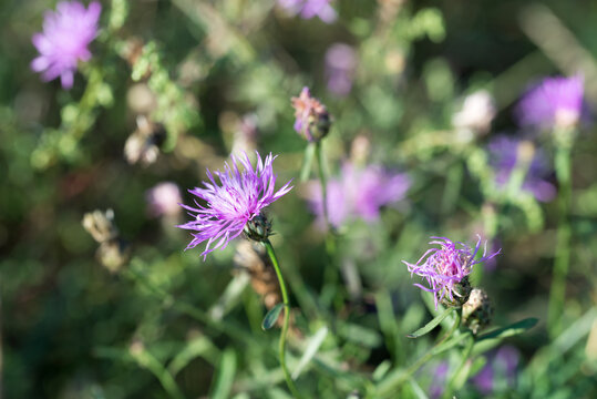 brown knapweed, Centaurea jacea, summer flowers closeup selective focus