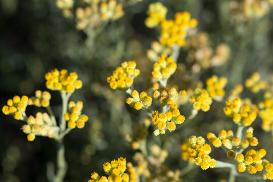 dwarf everlast, 
Helichrysum arenarium yellow flowers closeup selective focus