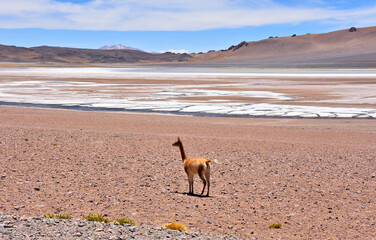 Obraz premium Guanaco under the scorching sun in Atacama Desert. Chile.