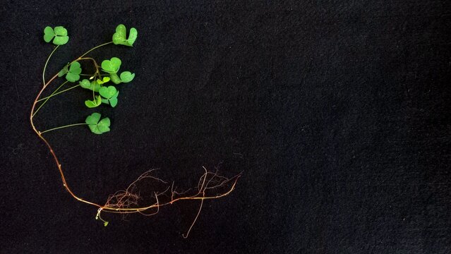 Oxalis corniculata, a whole plant with roots with empty space, isolated on black background. Common name: creeping woodsorrel, procumbent yellow sorrel, yellow wood sorrel, sleeping beauty