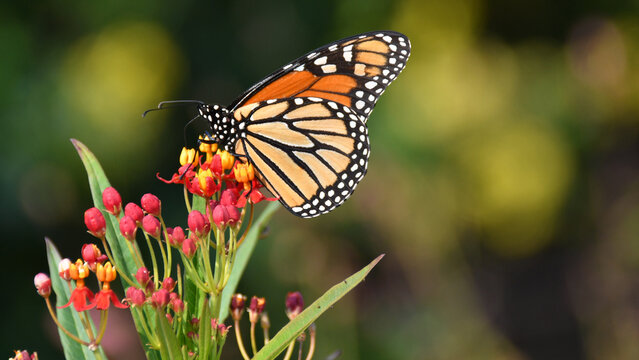 Monarch Butterfly on Milkweed Hero Image with Copy SPacw