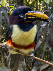 Obraz premium Close Portrait of Chestnut-Eared Aracari with Curved Bill