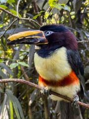 Obraz premium Chestnut-Eared Aracari in Profile Showing Colorful Plumage