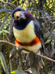 Obraz premium Chestnut-Eared Aracari Looking Toward Camera on Branch