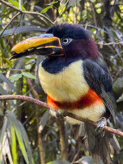 Chestnut-Eared Aracari Facing Camera with Curious Expression © Antonino Visalli