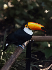 Obraz premium Toco Toucan with Vivid Orange Bill Perched on Branch