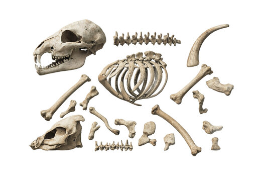 Complete Animal Skeleton with Skull and Bones Isolated on White Background