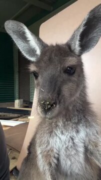 kangaroo in the zoo