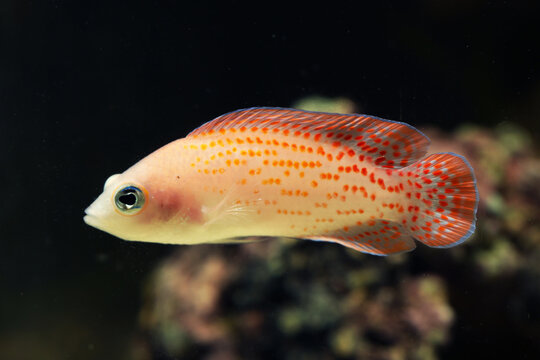 Cherry Dottyback (Pholidochromis cerasina) in black background