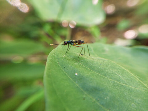 A close-up photo of a parasitic wasp perched on green leaves.