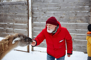Senior man feeding llama during a winter outdoor adventure © Drobot Dean