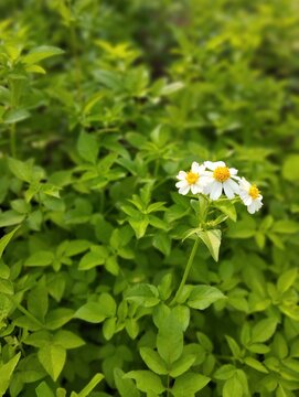 Beautiful bidens alba, white flowering plants, in the garden