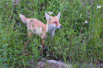 Naklejka premium Photo of young red fox cub walks through the grass and sniffs the meadow flowers