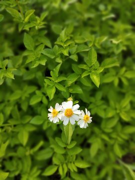 Beautiful white flowers, bidens alba in the garden