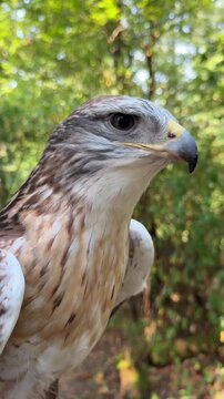 portrait of an eagle