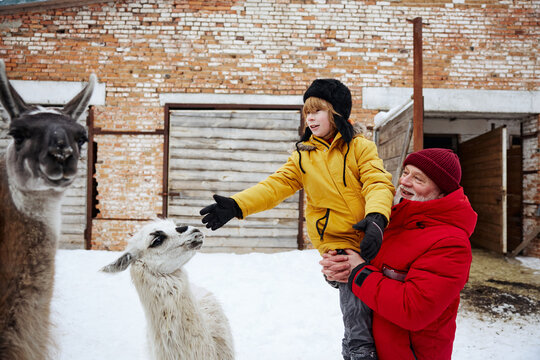 Grandfather and grandson feeding llamas during a winter outdoor adventure