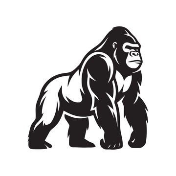 Silverback gorilla standing on knuckles black and white vector