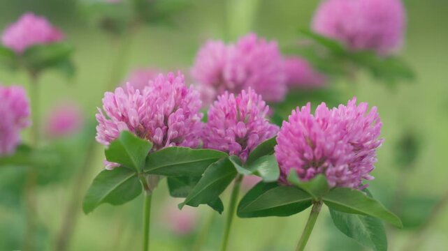 Pink Clover Flowers Close Up: Blooming Trifolium Pratense in Green Meadow with Soft Bokeh Background | Wildflower Nature Macro Shot | Slow Motion Orbit Camera Movement