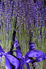 Bunches of dried lavender tied with purple ribbon