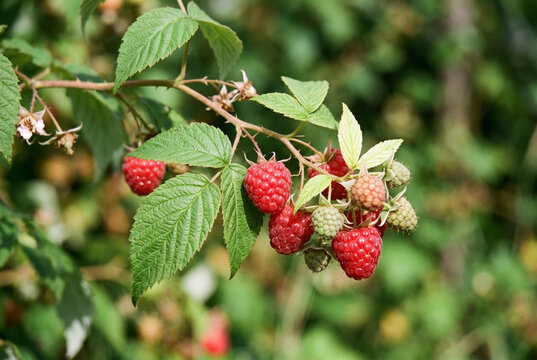 Cluster of fresh ripe red and unripe green raspberries growing on branch with green leaves