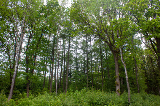 Forest in Denmark on a cloudy day