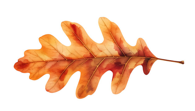 Isolated autumn oak leaf watercolor illustration in warm golden hues with detailed veins and edges