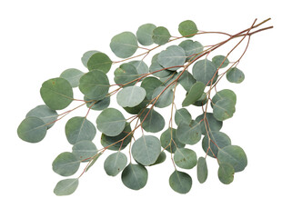 Eucalyptus branch with round green png isolated on transparent background © PNG Studio 99