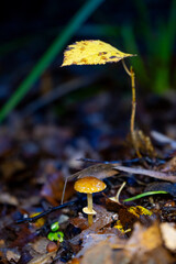 mushroom in the forest © dario