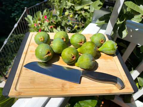 Extremely large desert king fig fruit on cutting board with knife in front of fig tree during harvest in late summer