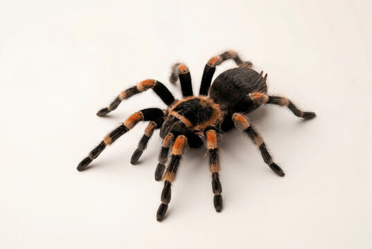 Mexican redknee tarantula standing on a white surface showing orange and black hairy legs