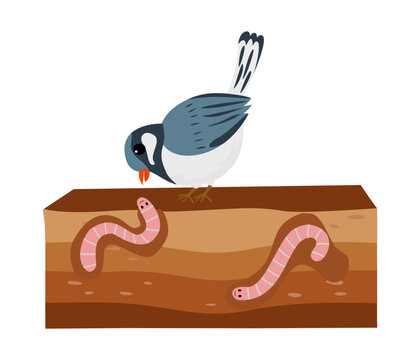 Illustration of a bird foraging for worms.