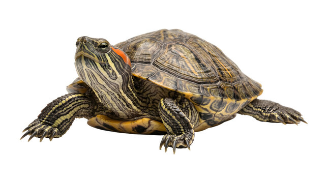 Red eared slider turtle facing forward showing patterned shell and extended claws captured as an isolated PNG with transparent background