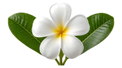 Obraz premium White plumeria flower with a golden center blooming against glossy green leaves as an isolated PNG with transparent background