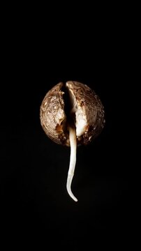 Cinematic single object macro seed sprout growth detail minimal background dark black nature focus concept organic life texture contrast hope potential