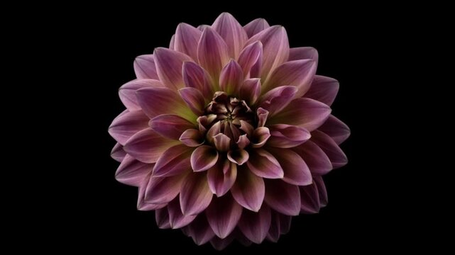 Cinematic single object macro flower dahlia bloom blossom with soft petal detail black background creating dramatic symmetry serene calm mood minimal elegant nature art photography closeup background