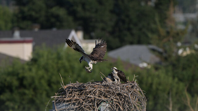 osprey in flight, Osprey catch on Fish, nest, Family, bird, animal, wildlife, nature,, wild, come back home, 