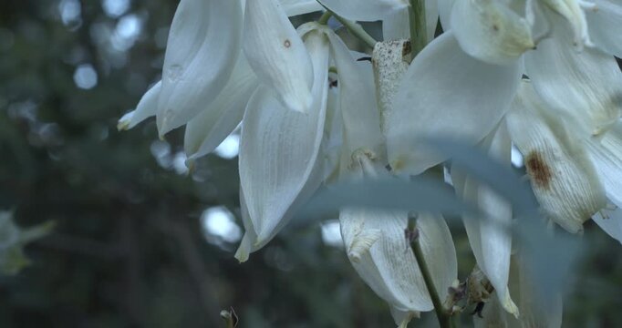 Detailed close-up of White Yucca Flowers, Yucca filamentosa (Adam's needle), in natural outdoor setting with soft light