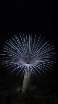 Cinematic single object macro seed dandelion flora nature plant with delicate feather worm fan coral glow against dark background creating dreamy radial pattern minimal underwater macro art