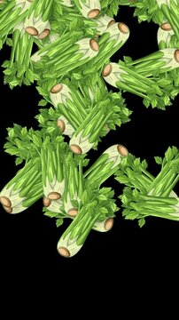 Falling Fresh Celery Stalks Animation on Black Background