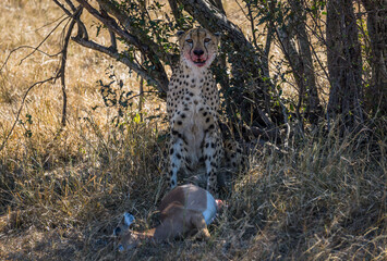 Cheetah feasting on kill in Kruger National Park, South Africa © xXx_Dog_Lover_xXx