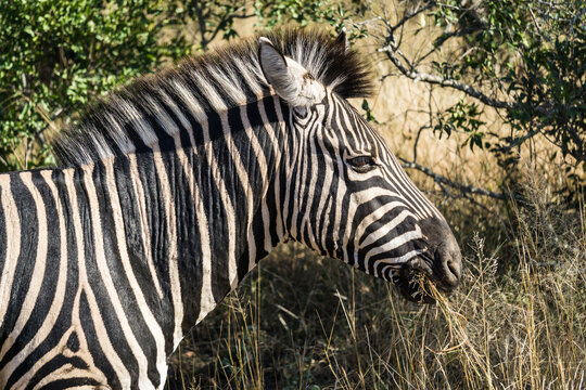 zebra eating grass in Kruger National Park, South Africa