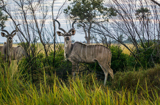 Kudu in Kruger National Park South Africa