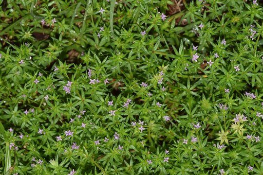 Field madder Sherardia arvensis plant flowers weed mat nature Springtime.